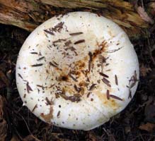 Lactarius deceptivus.